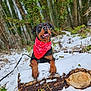 dog, rottweiler, bandana, red_bandana, snow, log, forest, trees, greenery, outdoor, animal, pet, canine, winter, nature, playful, happy, tongue_out, paws, muzzle