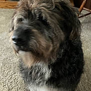 Max is registered to the contest to win money with this photo: animal, black, blurred, brown, carpet, companion, cozy, dog, domestic, fluffy, fur, furniture, house, indoor, mammal, pet, portrait, sitting, white, wood