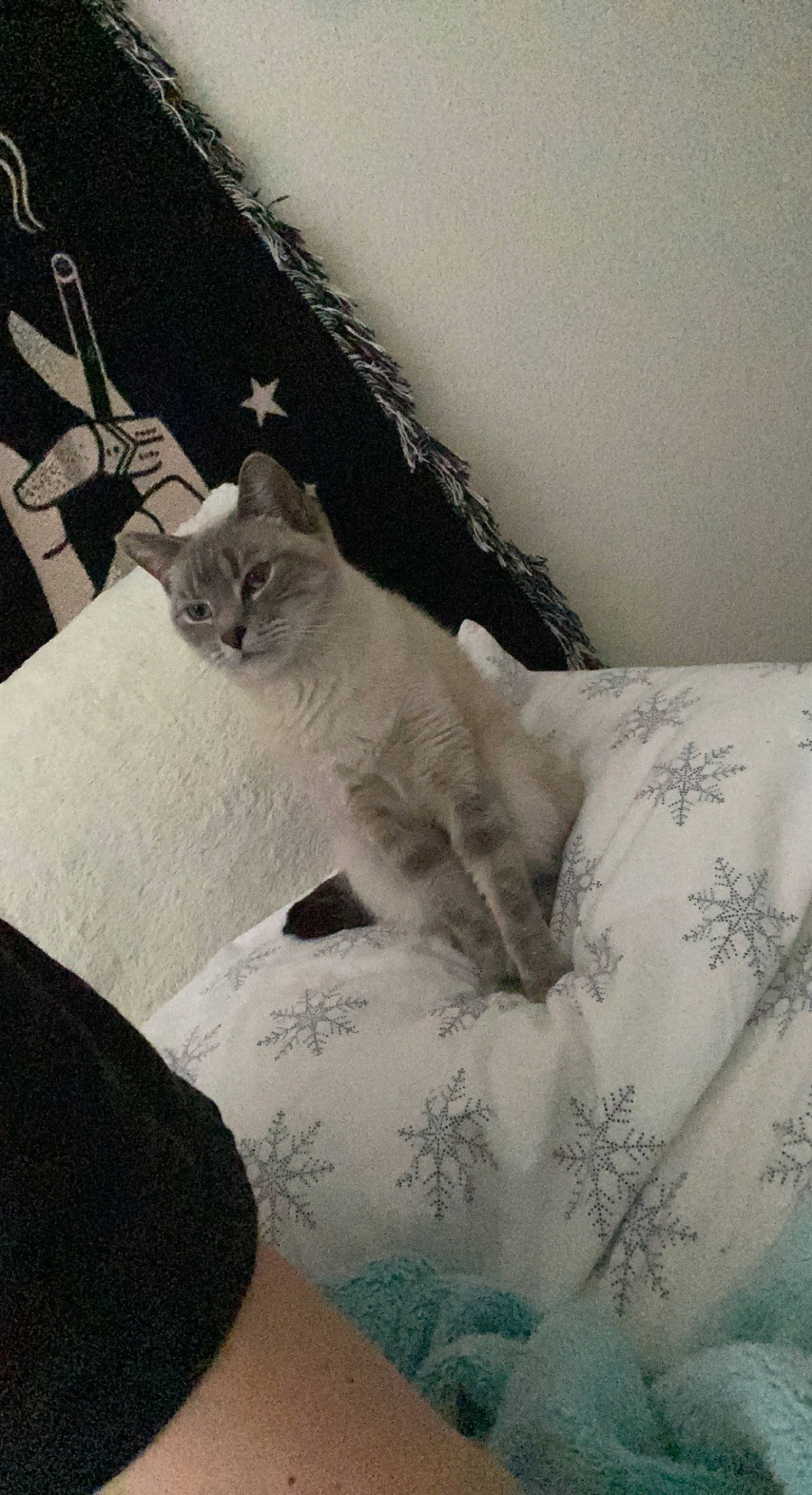 Sagwa is registered to the contest to win money with this photo: bedding, carnivore, cat, comfort, domestic_short_haired_cat, felidae, fur, grey, human_leg, linens, monochrome_photography, pattern, paw, room, small_to_medium_sized_cats, snout, tail, tints_and_shades, whiskers, wood