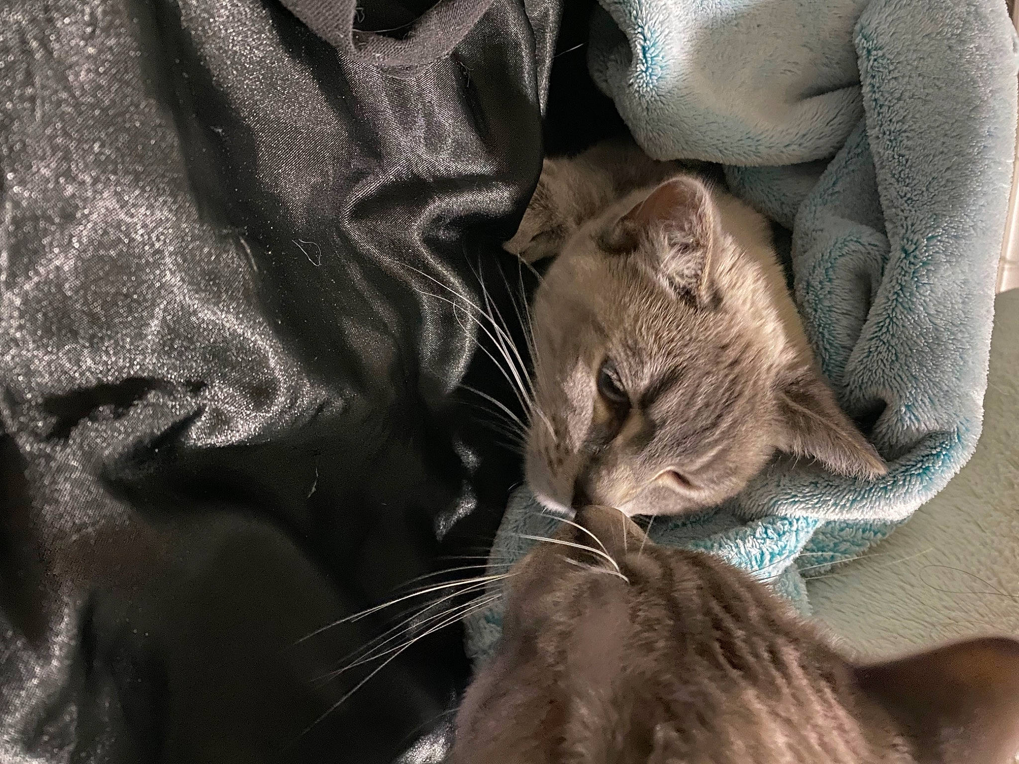 Sagwa is registered to the contest to win money with this photo: carnivore, cat, claw, comfort, domestic_short_haired_cat, felidae, fur, grey, pattern, plant, small_to_medium_sized_cats, terrestrial_animal, textile, whiskers, wildlife