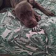 Kira a rejoint le concours — aidez-le/la à gagner de superbes lots ! dog, brown_dog, bed, bedspread, leaf_pattern, indoor, resting, relaxed, canine, pet, animal, floor, tile_floor, sleepy, comfort, paw, fur, ear, snout, lying_down