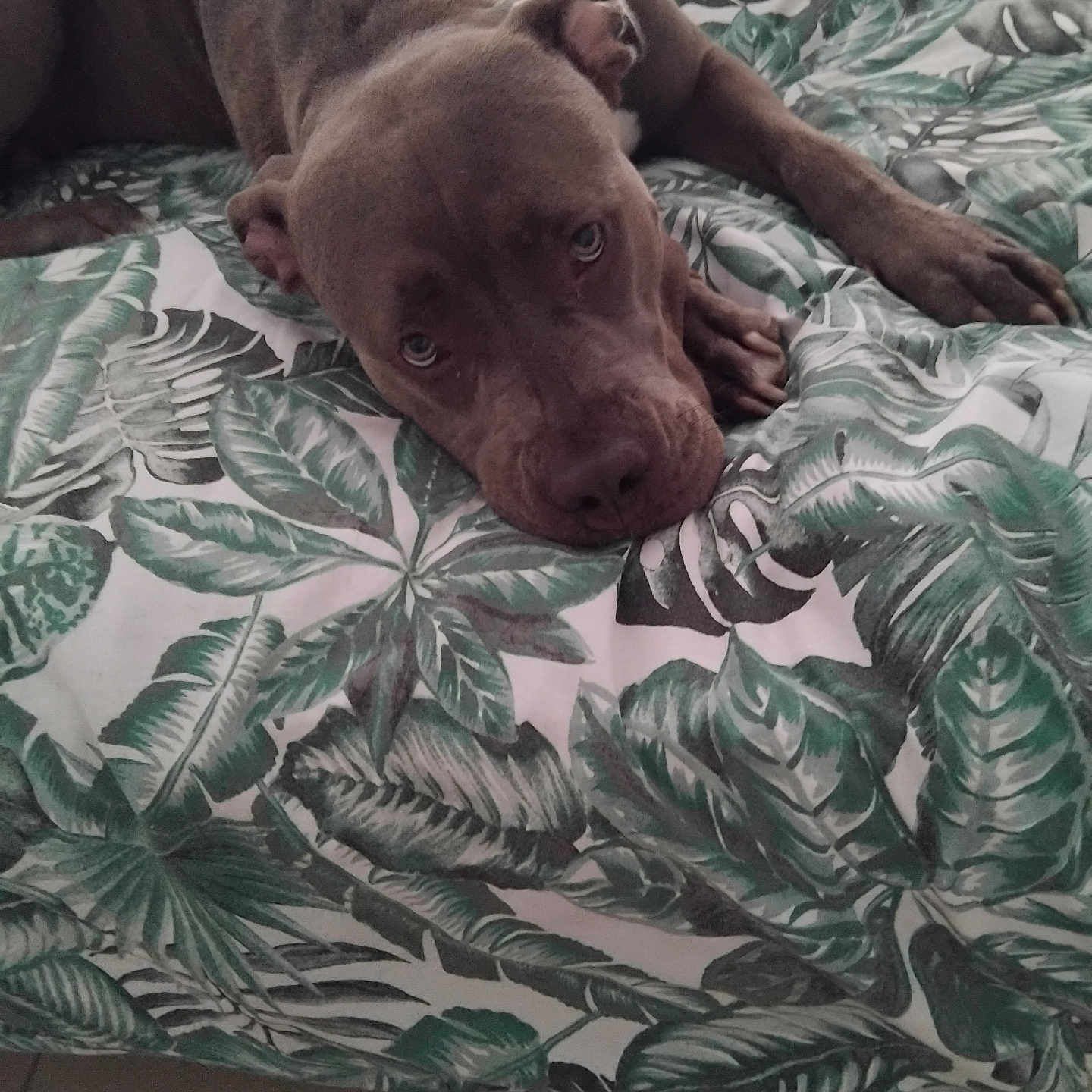 Kira a rejoint le concours — aidez-le/la à gagner de superbes lots ! dog, brown_dog, bed, bedspread, leaf_pattern, indoor, resting, relaxed, canine, pet, animal, floor, tile_floor, sleepy, comfort, paw, fur, ear, snout, lying_down