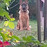 Vegas a rejoint le concours — aidez-le/la à gagner de superbes lots ! animal, backyard, bulldog, canine, dog, flower, frenchbulldog, geranium, germanshepherd, grass, leaf, nature, outdoors, pet, plant, policedog, puppy, rose, vegetation, yard