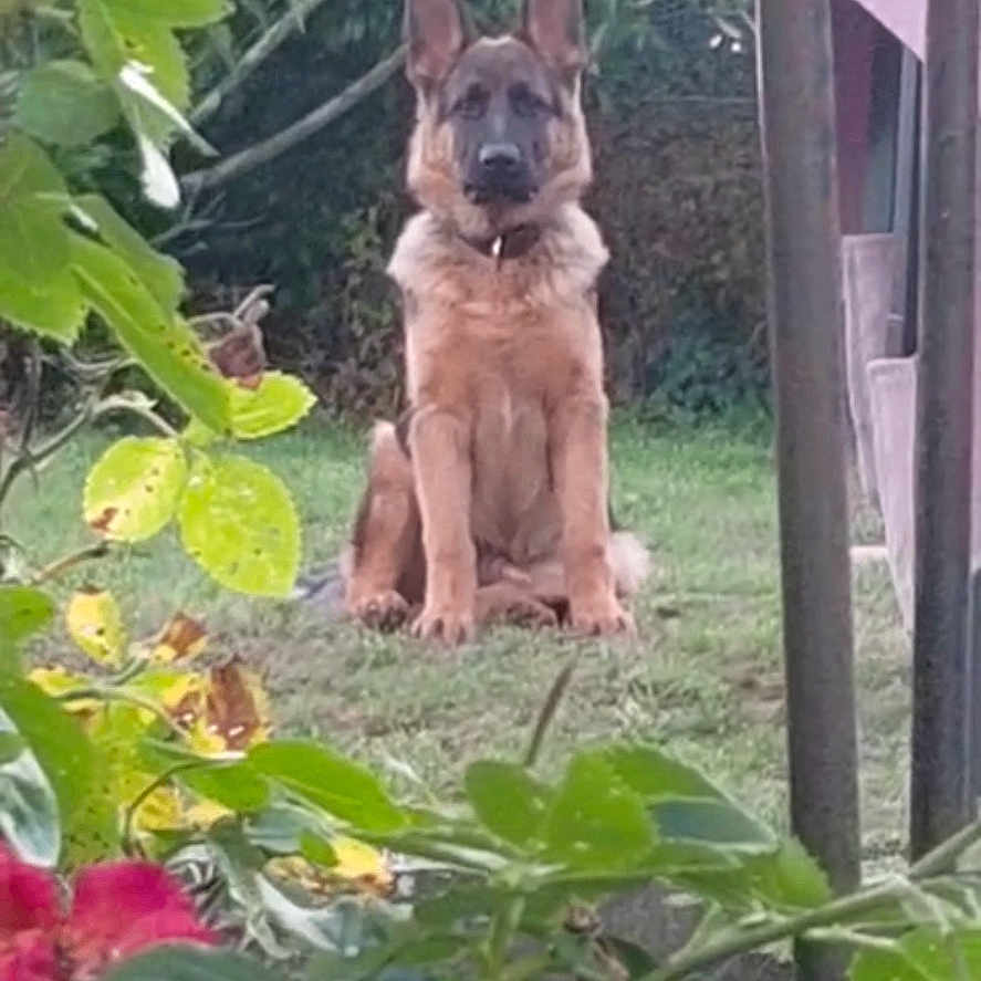 Vegas a rejoint le concours — aidez-le/la à gagner de superbes lots ! animal, backyard, bulldog, canine, dog, flower, frenchbulldog, geranium, germanshepherd, grass, leaf, nature, outdoors, pet, plant, policedog, puppy, rose, vegetation, yard