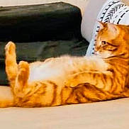 Cacahuète participe au concours pour gagner de l'argent avec cette photo : animal, casual, cat, comfort, couch, cozy, cute, domestic_animal, feline, furniture, home, indoor, living_room, lying_down, orange_tabby, pet, pillow, relaxed, resting, striped