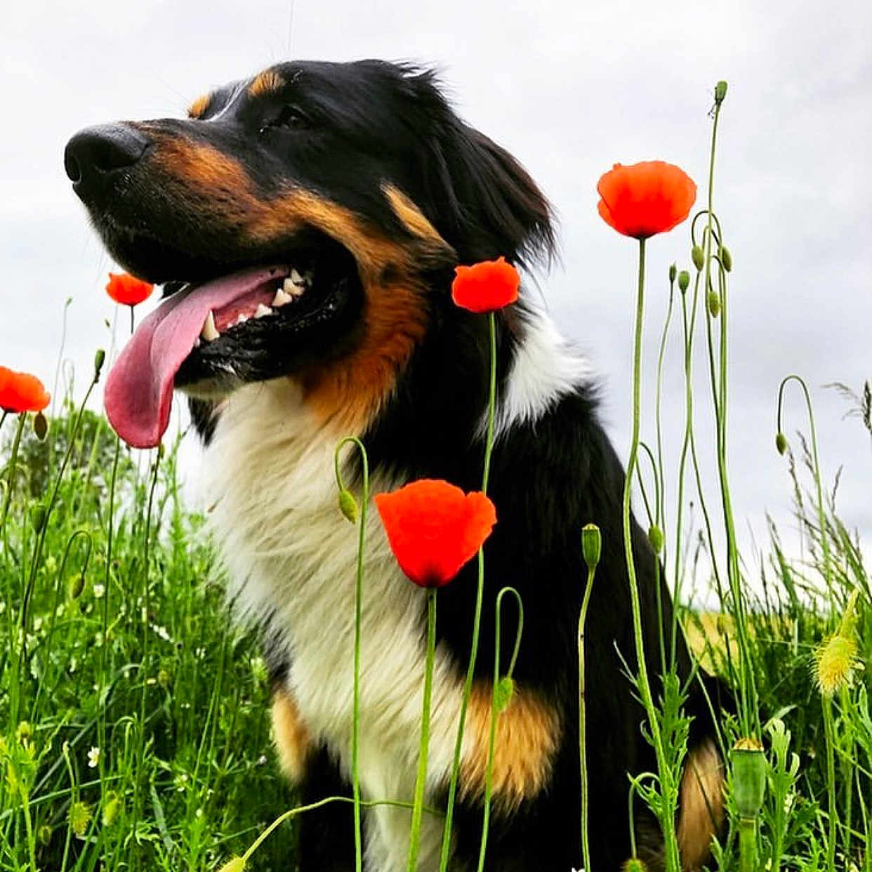 Kaïto participe au concours pour gagner de l'argent avec cette photo : anemone, animal, canine, dog, face, field, flower, grass, grassland, head, herbal, herbs, nature, outdoors, pet, petal, plant, puppy, summer, vegetation