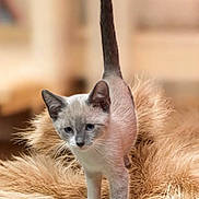 Casper is registered to the contest to win money with this photo: animal, blue_eyes, cat, curious, cute, domestic, feline, fluffy_rug, fur, indoor, kitten, paws, pet, siamese, small, soft_texture, tail, walking, whiskers, young_cat