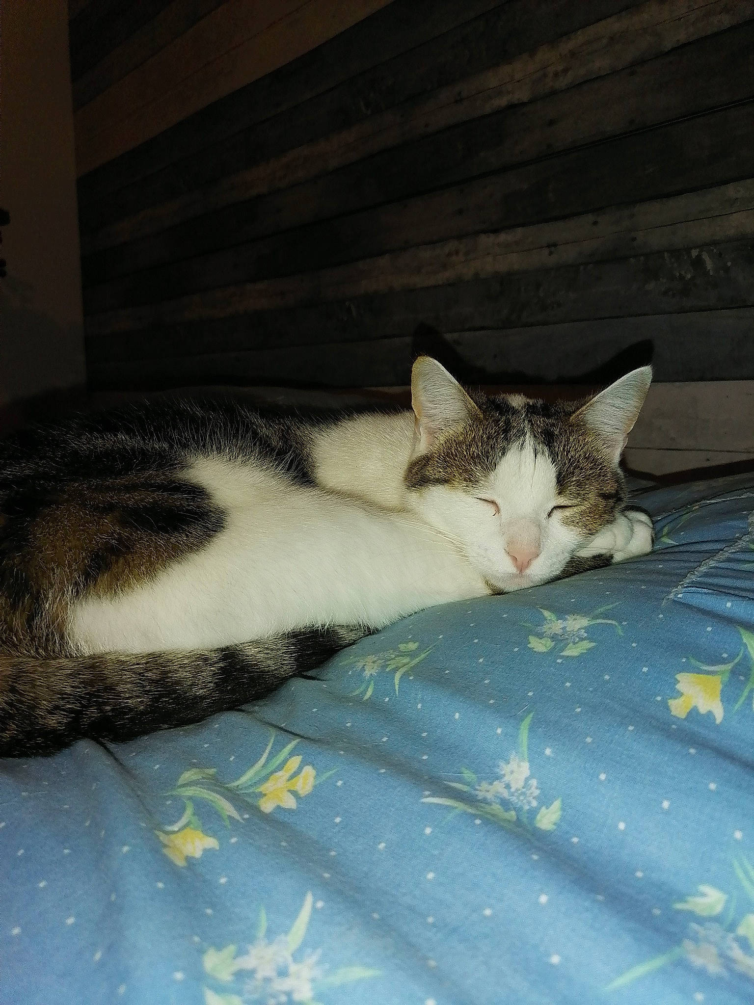 Ruby participe au concours pour gagner de l'argent avec cette photo : bed, bedding, carnivore, cat, comfort, darkness, domestic_short_haired_cat, felidae, fur, grey, linens, nap, paw, room, sleep, small_to_medium_sized_cats, tail, tints_and_shades, whiskers, wood