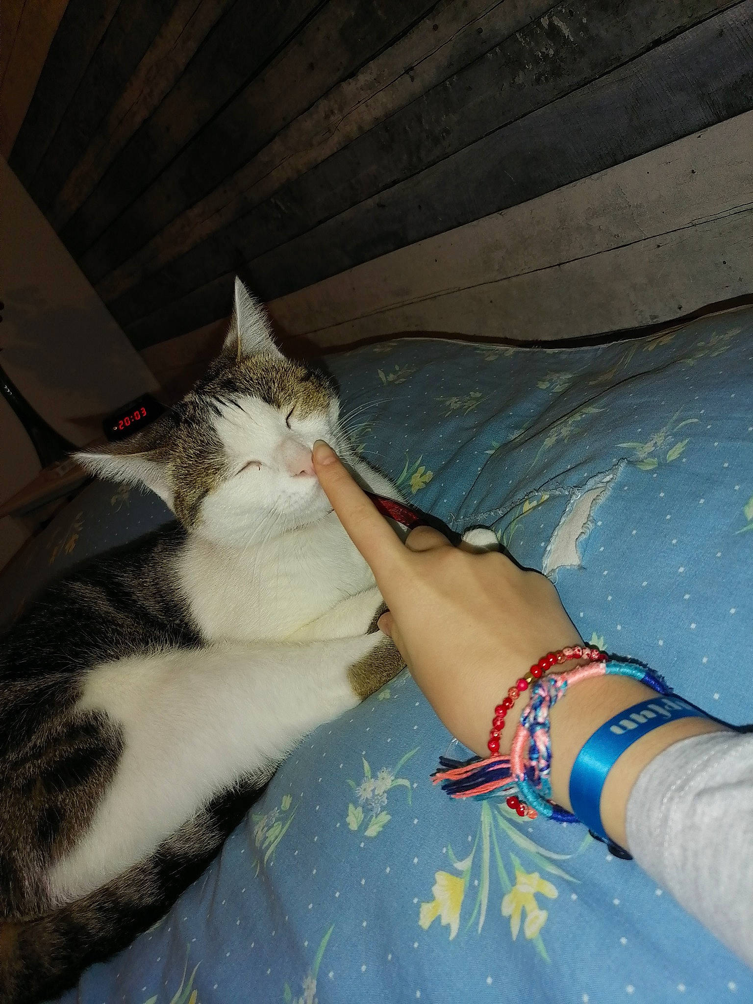 Ruby a rejoint le concours — aidez-le/la à gagner de superbes lots ! arm, carnivore, cat, comfort, elbow, fawn, felidae, hand, human_body, human_leg, lap, leg, linens, nail, small_to_medium_sized_cats, thigh, trunk, vertebrate, whiskers, wrist