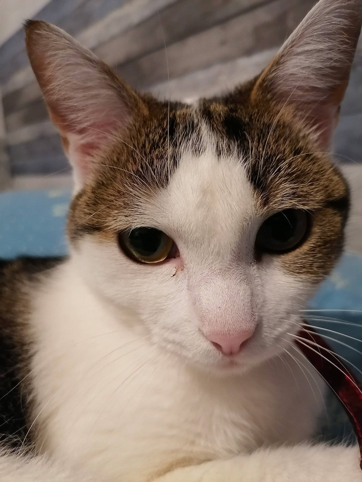 Ruby a rejoint le concours — aidez-le/la à gagner de superbes lots ! carnivore, cat, domestic_short_haired_cat, eye, felidae, fur, head, small_to_medium_sized_cats, snout, whiskers, window