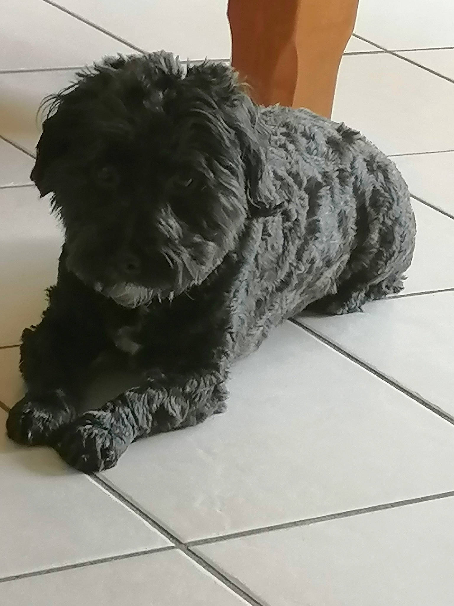 Edgar participe au concours pour gagner de l'argent avec cette photo : automotive_tire, canidae, carnivore, companion_dog, dog, dog_breed, dog_collar, flooring, fur, grey, human_leg, maltepoo, small_terrier, snout, sporting_group, tail, terrier, toy, toy_dog, water_dog