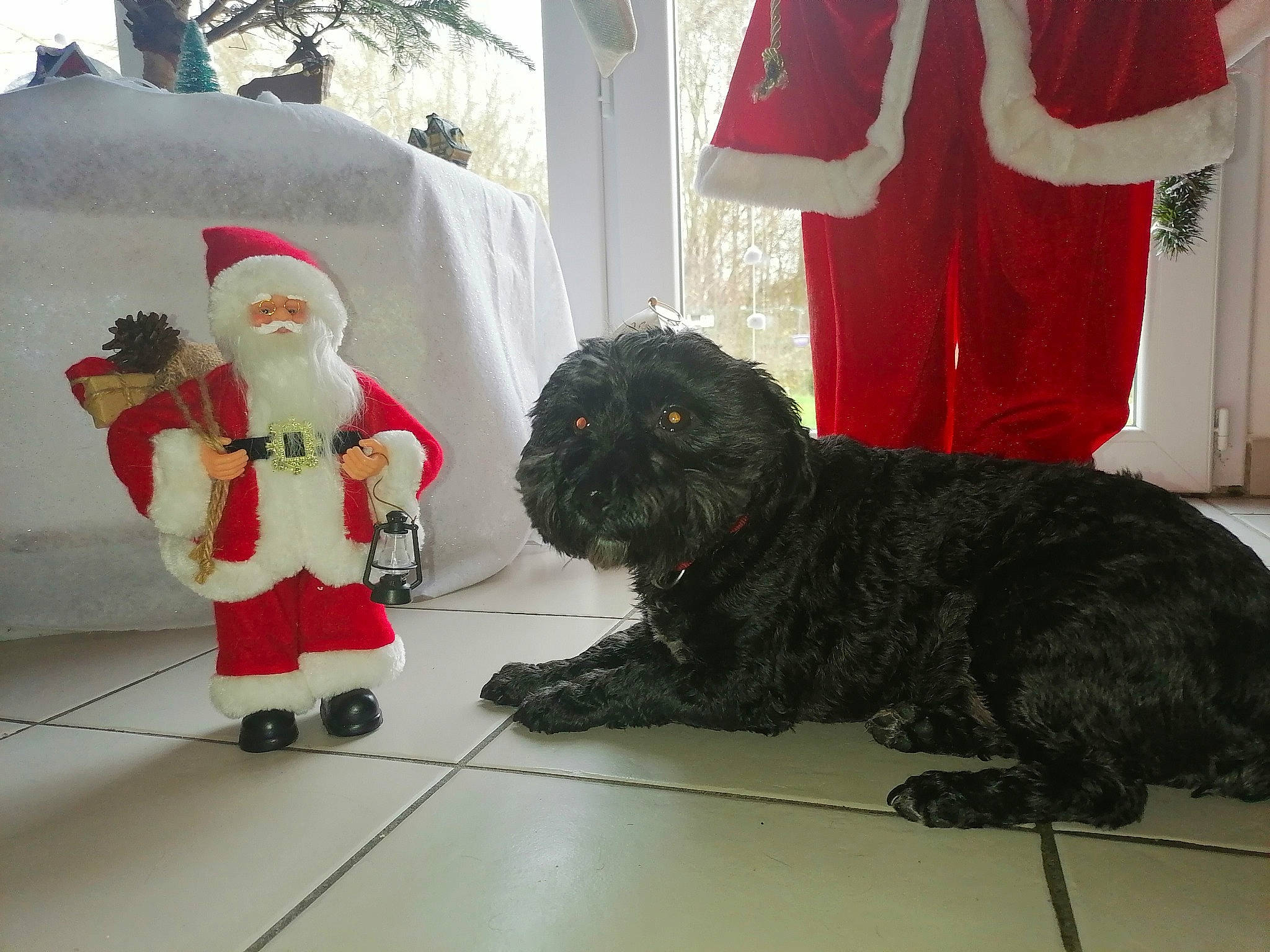 Edgar participe au concours pour gagner de l'argent avec cette photo : carmine, christmas, companion_dog, dog, dog_breed, event, fictional_character, flag, fur, lawn_ornament, mammal, mascot, red, santa_claus, stuffed_toy, tail, textile, toy, toy_dog, tree
