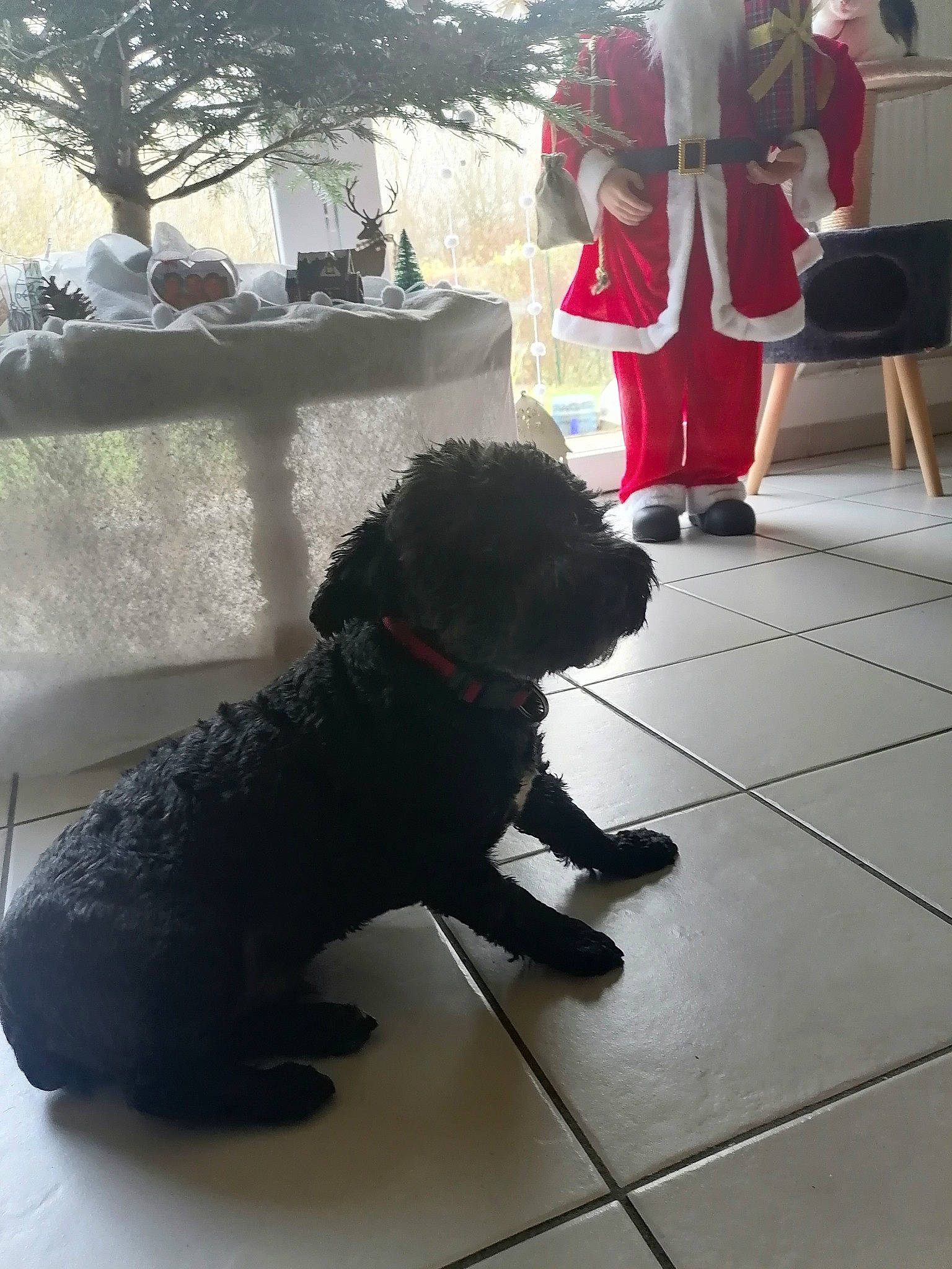 Edgar a rejoint le concours — aidez-le/la à gagner de superbes lots ! carmine, carnivore, chair, collar, companion_dog, dog, dog_breed, dog_collar, event, fawn, flooring, fur, hat, leash, pet_supply, snout, sporting_group, tail, tree, working_animal