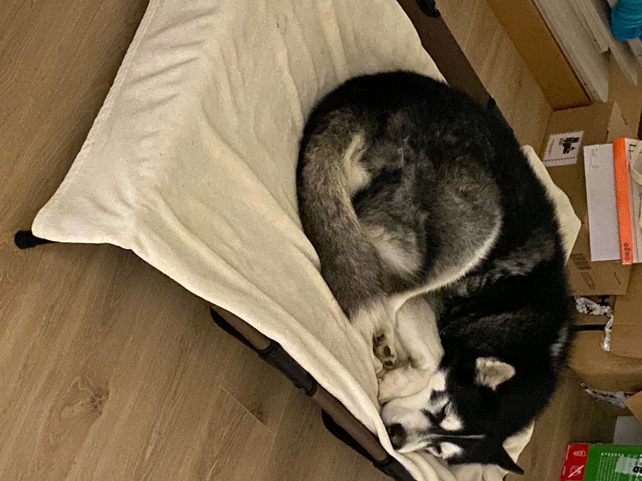 Haribo participe au concours pour gagner de l'argent avec cette photo : canidae, carnivore, cat, comfort, companion_dog, dog_breed, domestic_short_haired_cat, ear, fawn, felidae, flooring, fur, hardwood, nap, small_to_medium_sized_cats, snout, sporting_group, tail, whiskers, wood