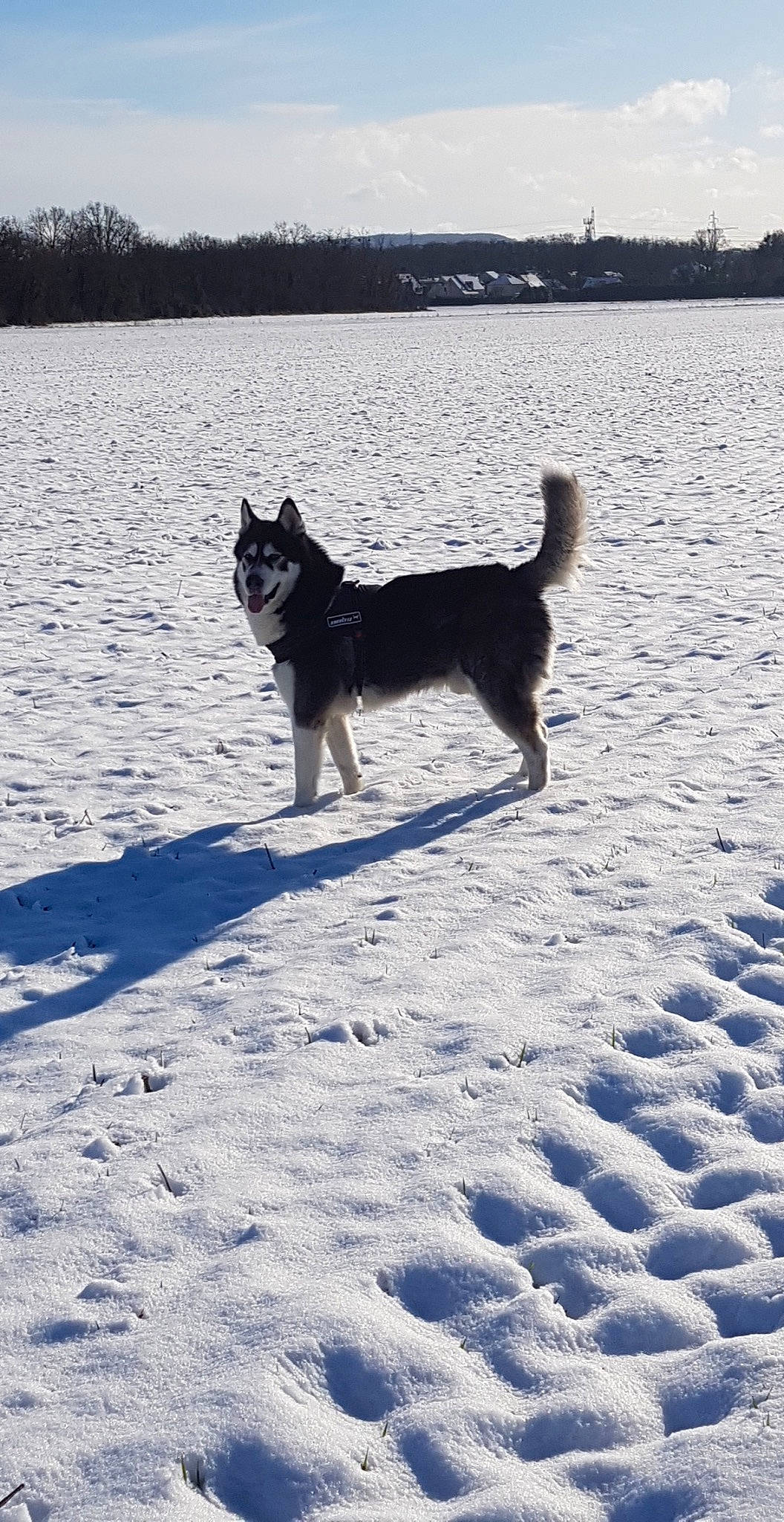 Haribo participe au concours pour gagner de l'argent avec cette photo : body_of_water, canidae, carnivore, companion_dog, dog, dog_breed, electric_blue, evening, freezing, herding_dog, shadow, sky, snow, sporting_group, tail, tree, water, winter, working_animal, working_dog