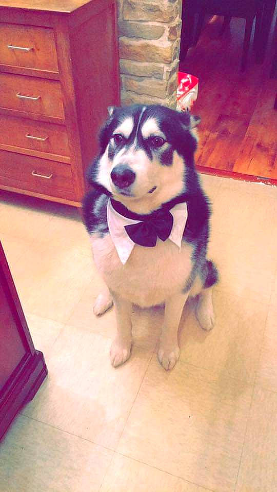 Haribo participe au concours pour gagner de l'argent avec cette photo : cabinetry, carnivore, companion_dog, dog, dog_breed, dog_supply, door, drawer, fawn, floor, flooring, fur, hardwood, plant, smile, snout, tail, whiskers, wood, working_animal