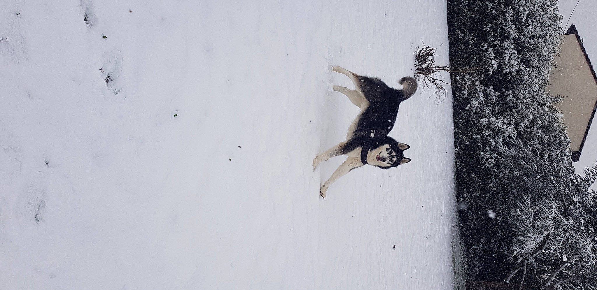 Haribo a rejoint le concours — aidez-le/la à gagner de superbes lots ! amphibian, art, beak, extreme_sport, knee, shadow, snow, tail, terrestrial_animal, tree, twig, visual_arts, wood