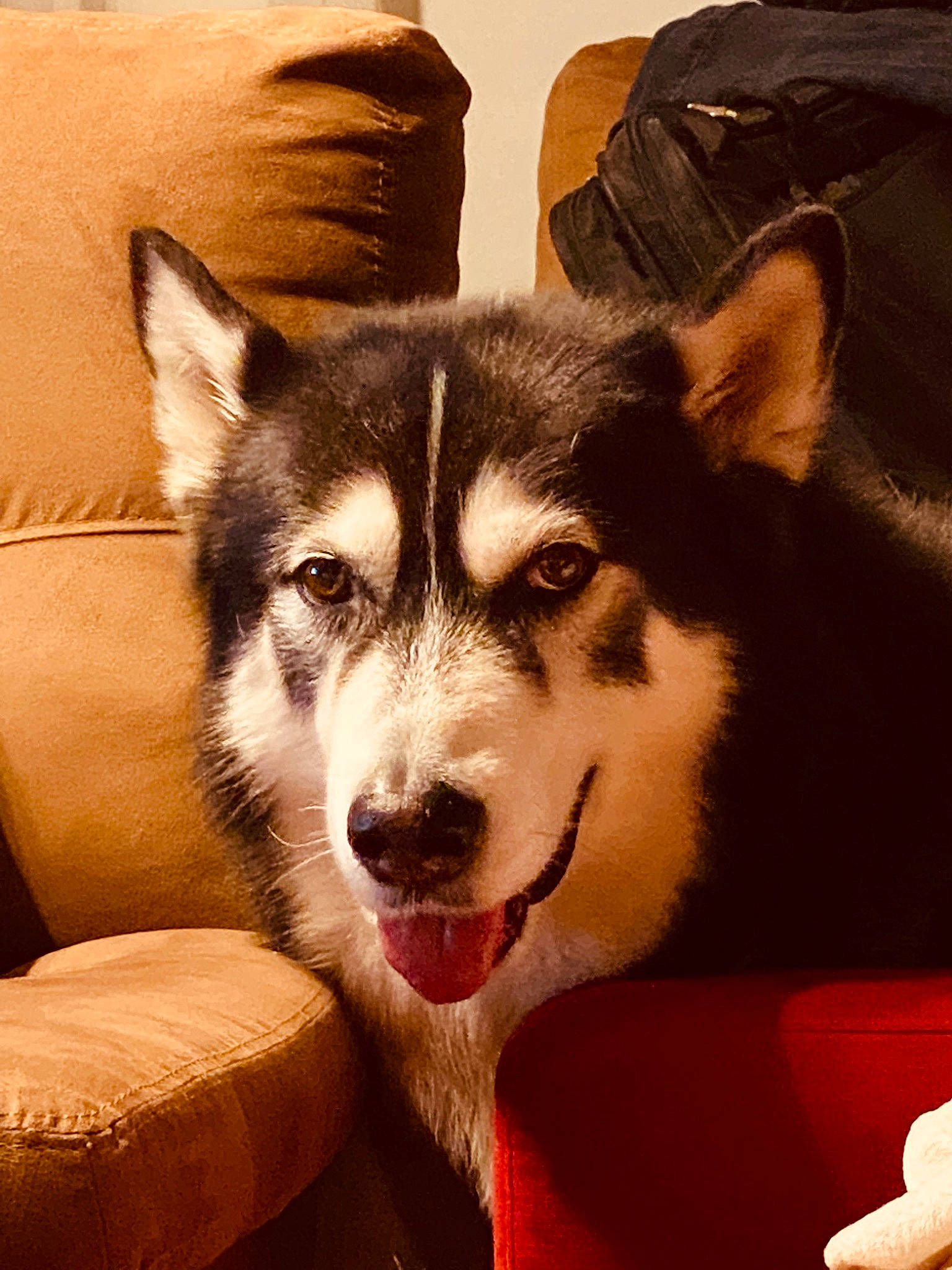 Haribo participe au concours pour gagner de l'argent avec cette photo : ancient_dog_breeds, art, canidae, canis, carnivore, companion_dog, dog, dog_breed, fur, herding_dog, illustration, non_sporting_group, siberian_husky, sled_dog, snout, sporting_group, terrestrial_animal, whiskers, wolf, working_dog