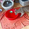 Loki participe au concours pour gagner de l'argent avec cette photo : cat, tabby_cat, red_bowl, orange_towel, wooden_floor, cat_bed, laundry_basket, household, indoor, pet, curious, flooring, domestic, feline, animal, cozy, home, playful, water_bowl, snapshot
