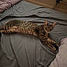 animal, bed, cat, cozy, curious, ears, feline, fur, home, indoor, looking, mammal, pet, pillow, relaxed, resting, sheet, striped, tabby, whiskers