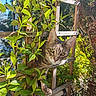 cat, tabby_cat, plant, greenery, wooden_lattice, sunlight, outdoor, garden, leaf, curious, pet, animal, nature, daylight, closeup, feline, eye_contact, whiskers, paw, shadows