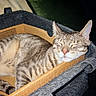 cat, tabby, sleeping, cozy, cardboard_box, pet, feline, fur, whiskers, ears, nap, indoor, relaxed, closeup, animal, domestic_cat, resting, soft_lighting, cute, content