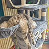 cat, tabby_cat, cat_tree, hammock, indoor, relaxed, sleeping, pet, furniture, toy, rope, multi_level, cozy, striped_fur, playful, animal, domestic_cat, resting, home, lounge