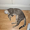 animal, cat, cozy, cute, domestic_cat, floor, fur, home, indoor, peaceful, pet, quiet, relaxed, resting, sleeping, striped, tabby, tail, whiskers, wooden_floor