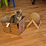 animal, box, cardboard_box, cat, cat_toy, closeup, curious, domestic_cat, flooring, furniture, home, household, indoor, pet, pet_accessory, playful, scratching_post, sitting, tabby_cat, wooden_floor