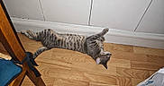 Loki participe au concours pour gagner de l'argent avec cette photo : cat, tabby_cat, stretching, wooden_floor, chair, furniture, domestic_animal, pet, indoor, relaxed, flooring, animal, whiskers, ear, tail, side_view, household, resting, striped, mammal