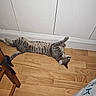 animal, cat, chair, domestic_animal, ear, flooring, furniture, household, indoor, mammal, pet, relaxed, resting, side_view, stretching, striped, tabby_cat, tail, whiskers, wooden_floor