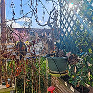 Loki a rejoint le concours — aidez-le/la à gagner de superbes lots ! cat, tabby_cat, plant_pot, dried_branches, sunlight, lens_flare, balcony, garden_tools, lattice_fence, greenery, outdoor, daylight, curious, nature, pine_cone, wooden_planter, sky, blue_sky, shadows, flowerpot