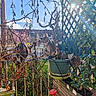 cat, tabby_cat, plant_pot, dried_branches, sunlight, lens_flare, balcony, garden_tools, lattice_fence, greenery, outdoor, daylight, curious, nature, pine_cone, wooden_planter, sky, blue_sky, shadows, flowerpot