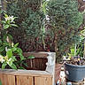 animal, cat, container, curious, flowers, foliage, garden_hose, garden_tools, greenery, nature, outdoor, patio, pet, plants, potted_plants, shrub, sunlight, tabby_cat, wood, wooden_fence