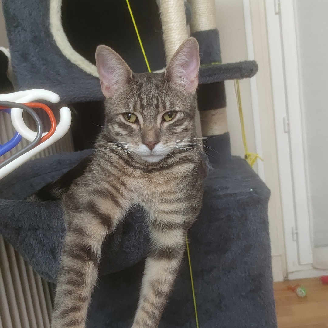 Loki