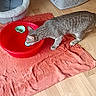 Loki a rejoint le concours — aidez-le/la à gagner de superbes lots ! cat, tabby, red_basin, orange_towel, wooden_floor, cat_bed, laundry_basket, indoor, pet, curious, animal, feline, drinking, floor, home, cozy, domestic, household, water, container