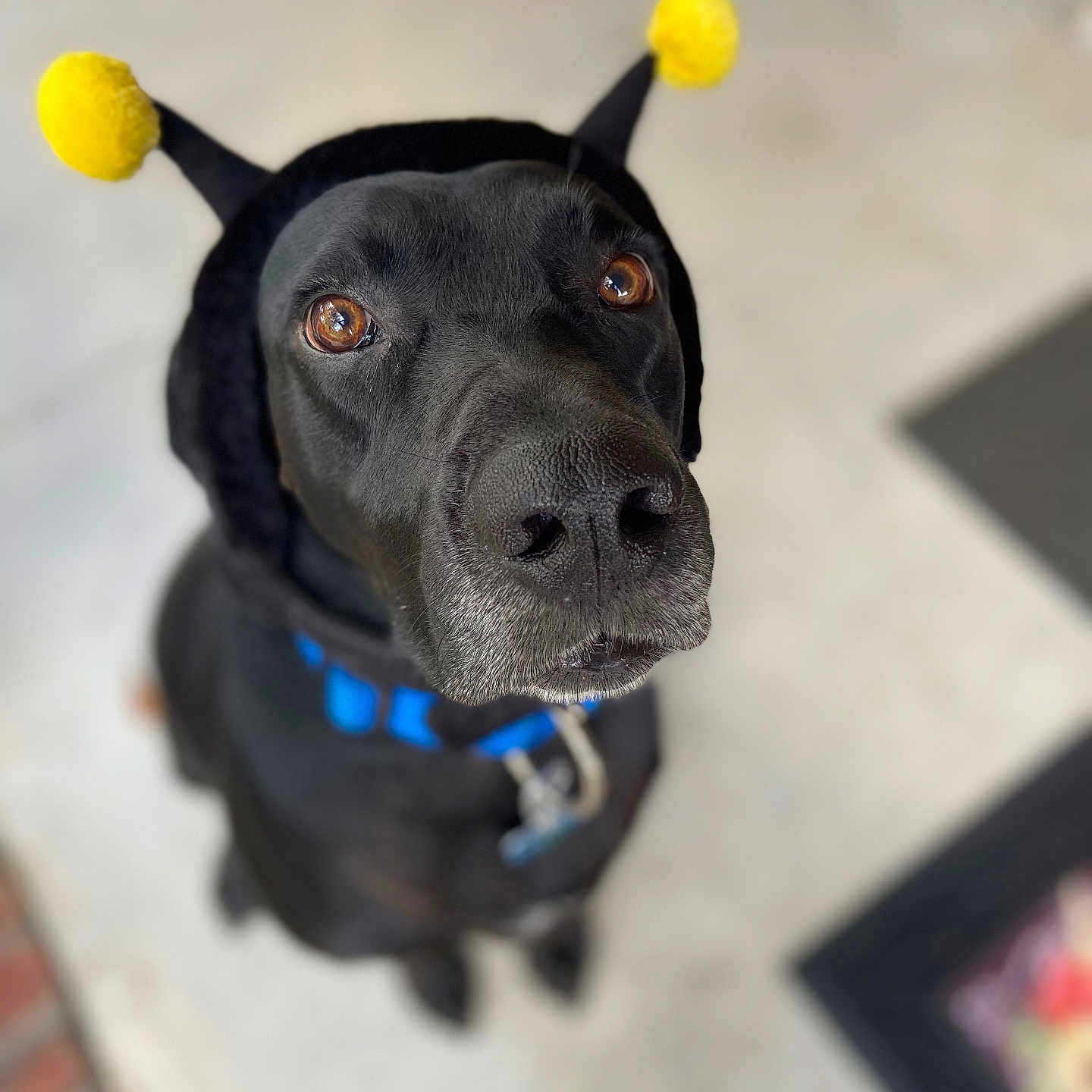 Jax joined the competition — help win amazing prizes! adorable, animal, bee_antenna, black_dog, blurred_background, brown_eyes, close_up, collar, costume, cute, dog, domestic_animal, fur, headband, looking_up, mammal, outdoor, pet, portrait, snout