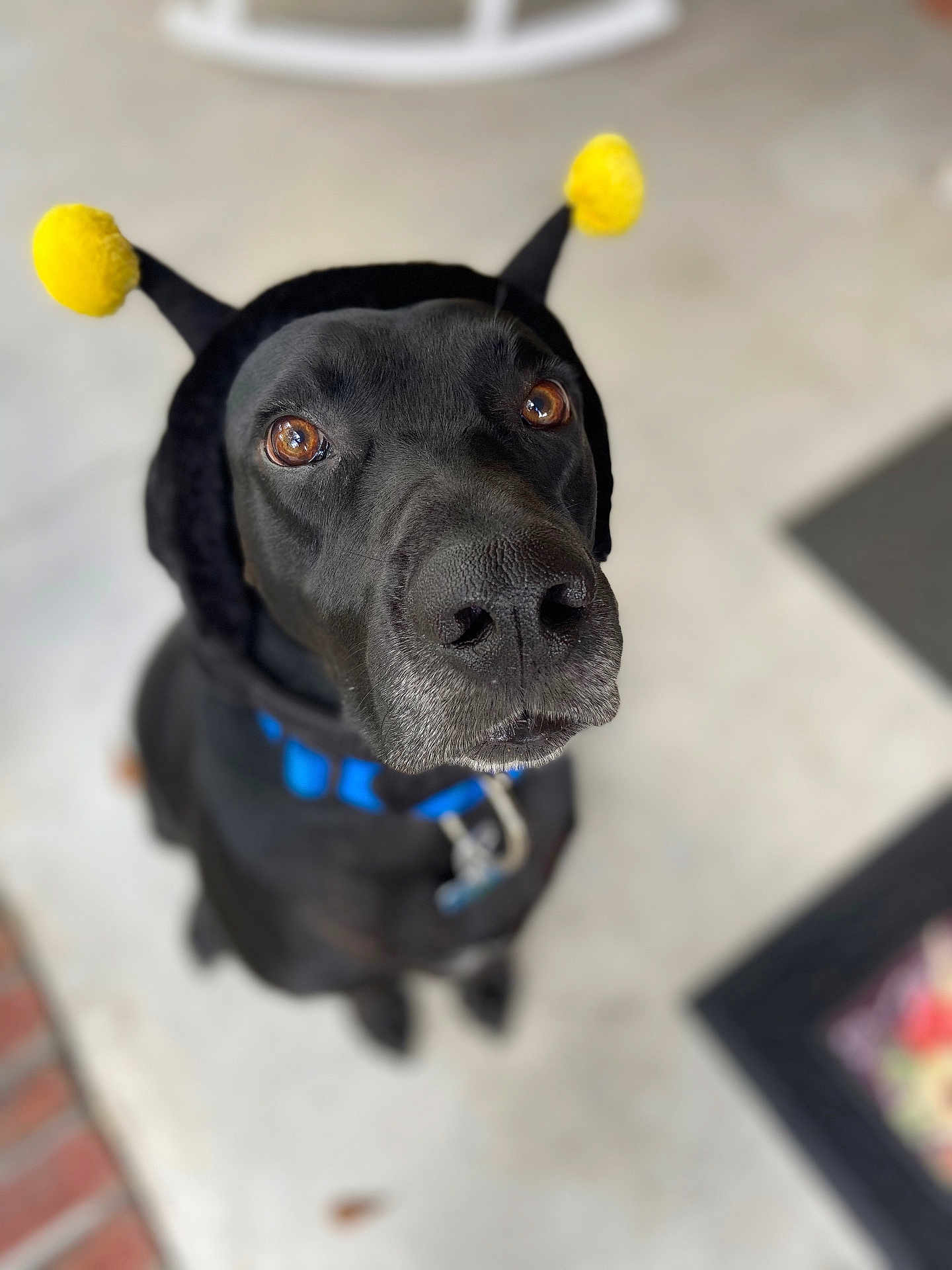 Jax