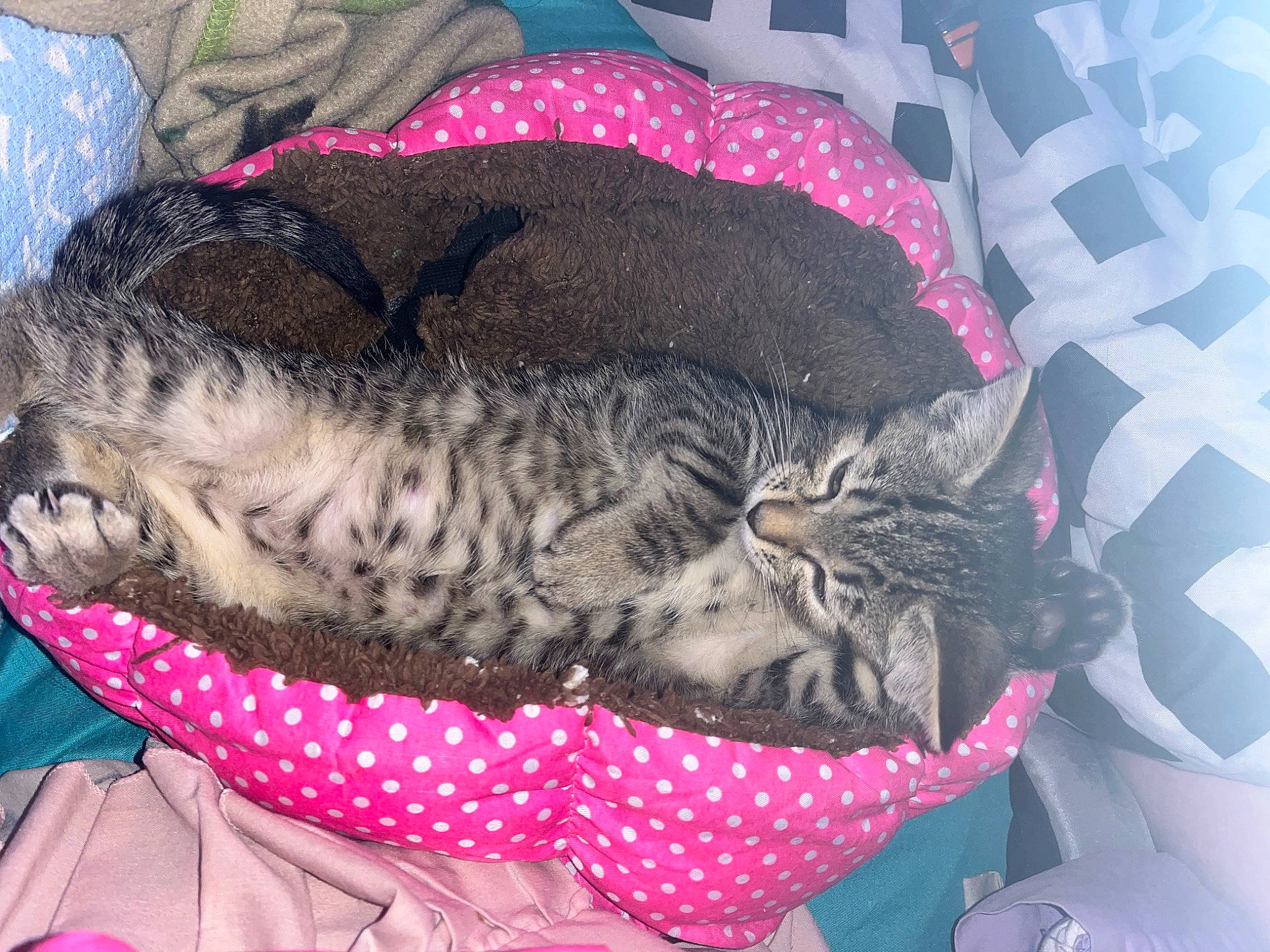 Tiger is registered to the contest to win money with this photo: bed, black_cat, carnivore, cat, cat_bed, cat_supply, claw, comfort, domestic_short_haired_cat, felidae, fur, grey, hug, linens, pattern, pink, room, small_to_medium_sized_cats, tail, whiskers