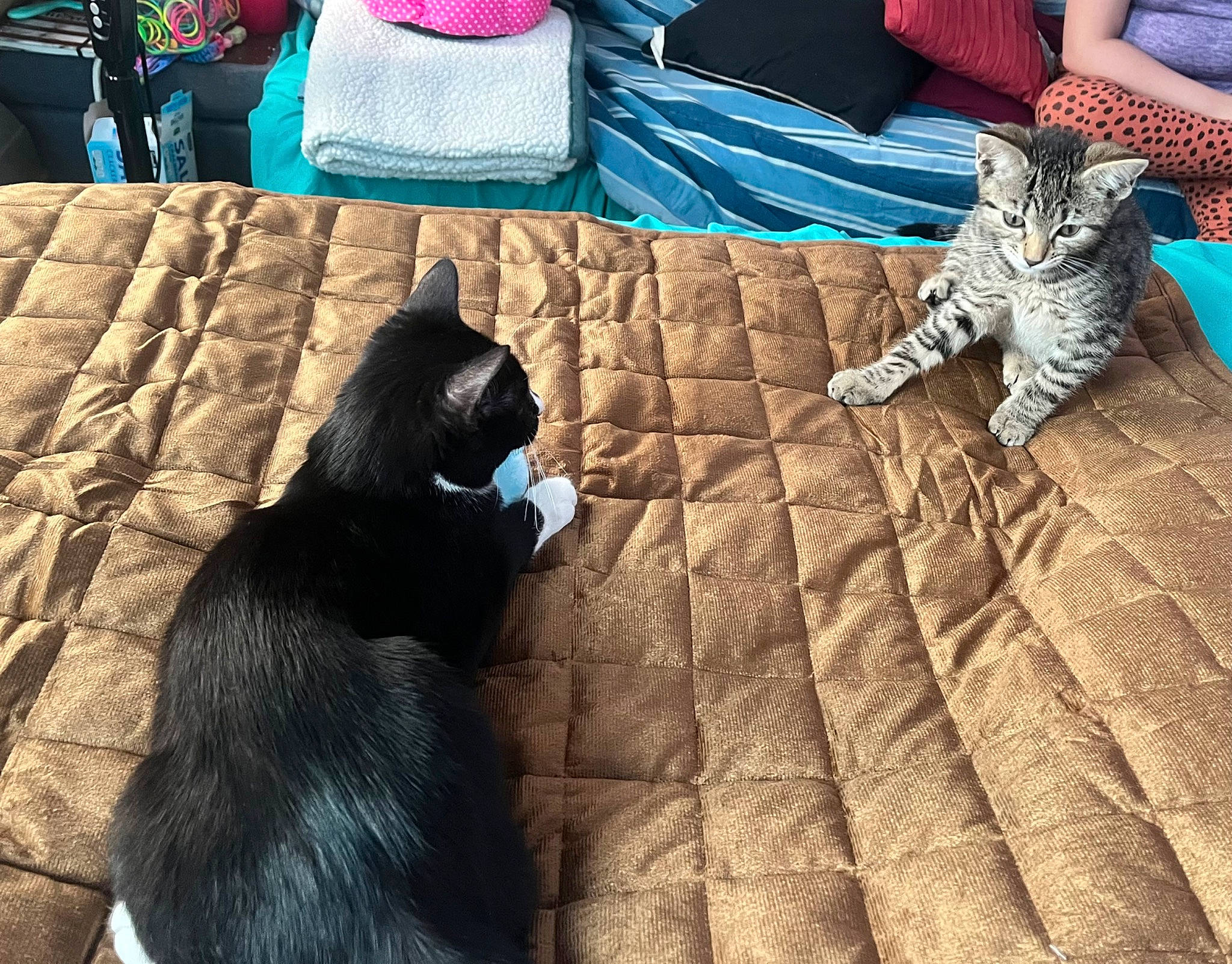 Tiger joined the competition — help win amazing prizes! bedding, carnivore, cat, comfort, couch, domestic_short_haired_cat, felidae, flooring, fur, grey, light, linens, living_room, mammal, small_to_medium_sized_cats, tail, textile, vertebrate, whiskers, wood