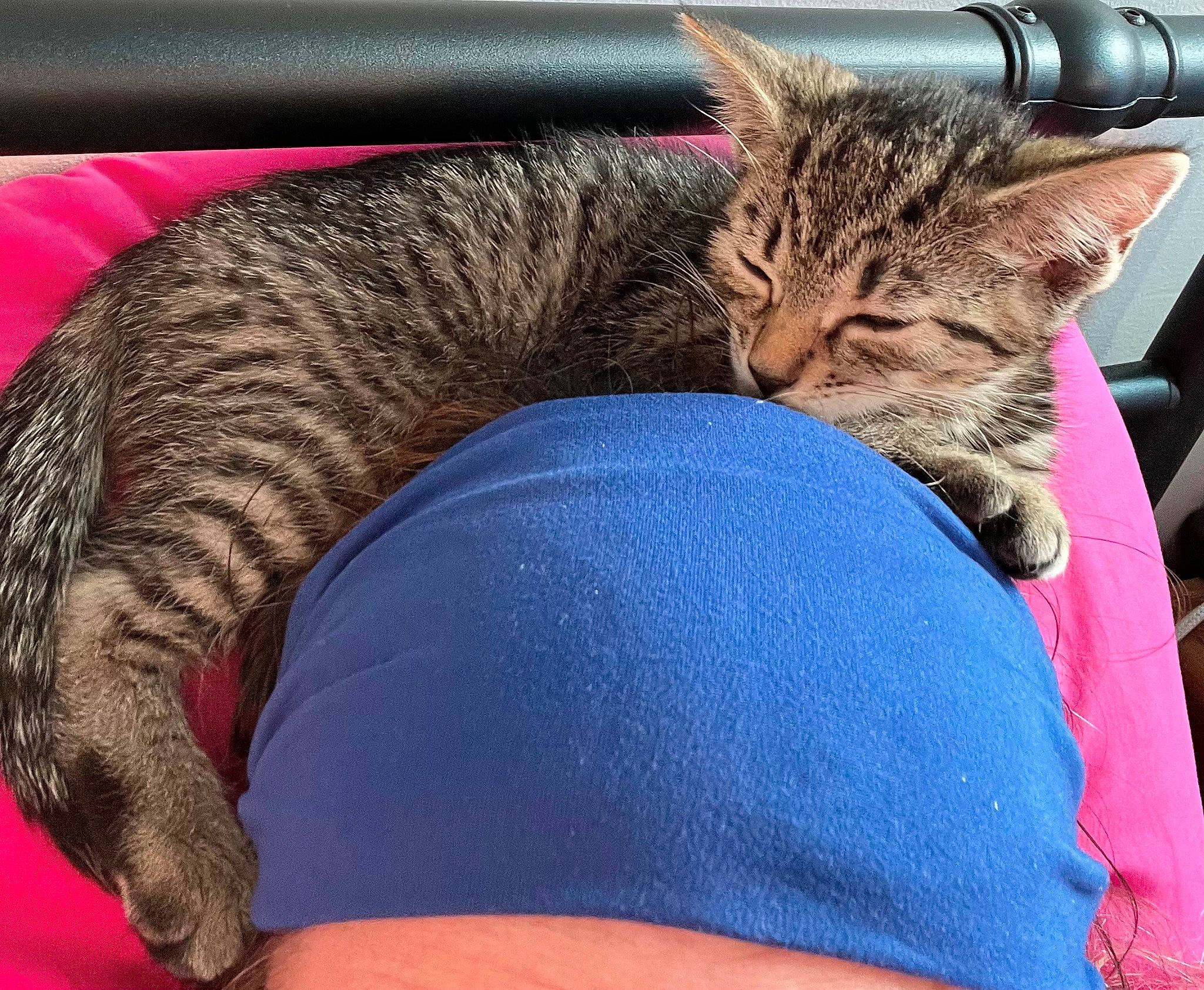 Tiger joined the competition — help win amazing prizes! carnivore, cat, comfort, domestic_short_haired_cat, fawn, felidae, foot, fur, human_leg, lap, linens, nap, paw, sitting, small_to_medium_sized_cats, snout, tail, thigh, vertebrate, whiskers