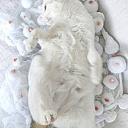 Rosa a rejoint le concours — aidez-le/la à gagner de superbes lots ! cat, white_cat, pet, belly_up, paws, tail, fluffy, fur, whiskers, cozy, indoor, blanket, fabric, pom_poms, decorative_balls, closeup, relaxed, resting, pastel, soft_texture