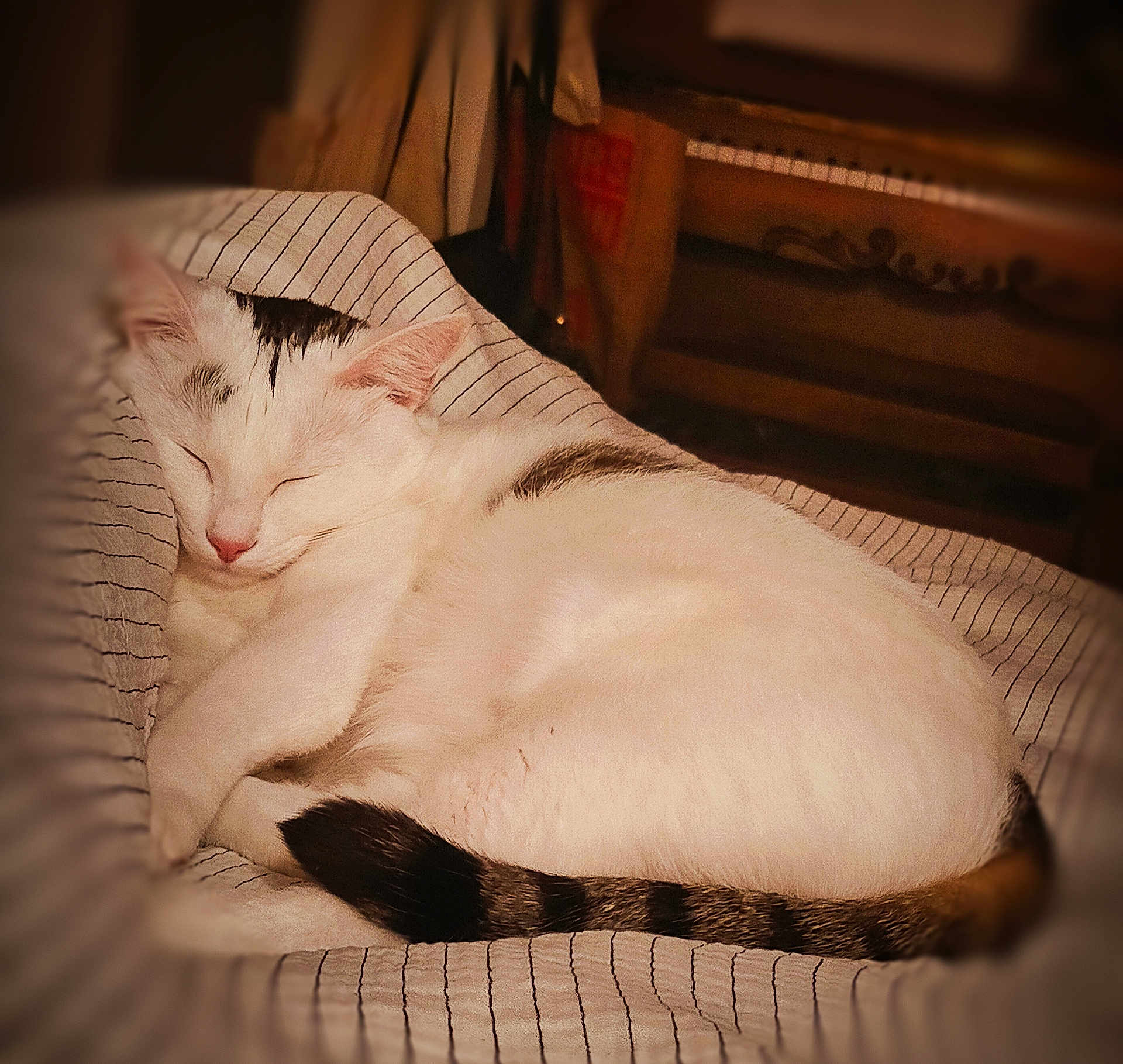 Rosa participe au concours pour gagner de l'argent avec cette photo : cat, sleeping_cat, white_cat, striped_tail, pet, cozy, bed, blanket, striped_sheet, indoor, closeup, fur, whiskers, peaceful, resting, curled_up, domestic_cat, mammal, soft_lighting, night
