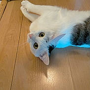 Rosa a rejoint le concours — aidez-le/la à gagner de superbes lots ! big_eyes, cat, closeup, curious, domestic_animal, feline, head, household, indoor, looking_up, lying_on_floor, paw, pet, playful, portrait, relaxed, tabby_markings, whiskers, white_fur, wooden_floor