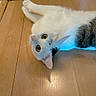 big_eyes, cat, closeup, curious, domestic_animal, feline, head, household, indoor, looking_up, lying_on_floor, paw, pet, playful, portrait, relaxed, tabby_markings, whiskers, white_fur, wooden_floor