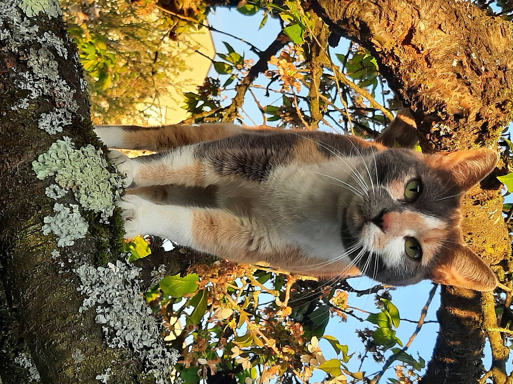 Dora participe au concours pour gagner de l'argent avec cette photo : branch, carnivore, cat, domestic_short_haired_cat, fawn, felidae, fur, marsupial, plant, small_to_medium_sized_cats, snout, tail, terrestrial_animal, tree, trunk, twig, whiskers, wildlife, wood, woody_plant