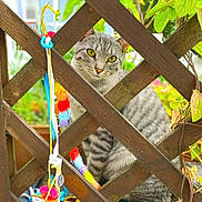 Mew is registered to the contest to win money with this photo: cat, gray_tabby, wooden_lattice, fence, colorful_toys, green_leaves, garden, outdoor, pet, animal, curious, sitting, closeup, nature, playful, striped, feline, plant, background_blur, daylight