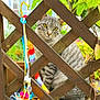 cat, gray_tabby, wooden_lattice, fence, colorful_toys, green_leaves, garden, outdoor, pet, animal, curious, sitting, closeup, nature, playful, striped, feline, plant, background_blur, daylight