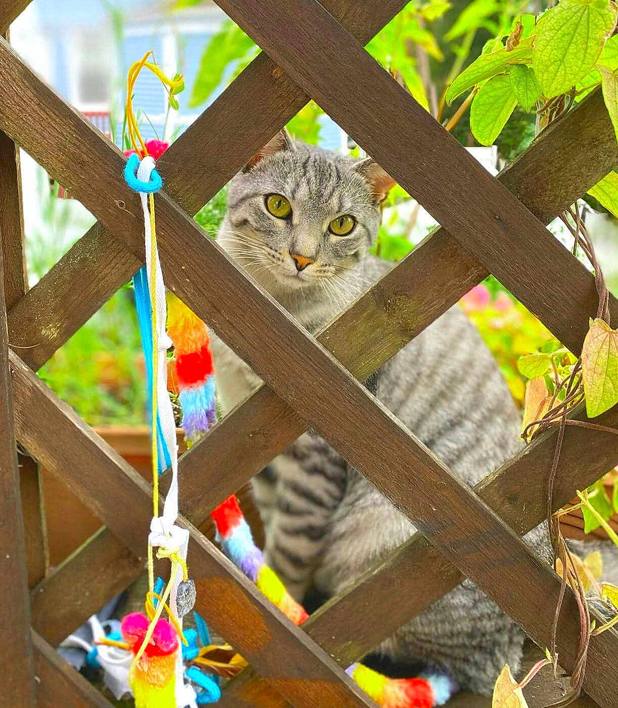 Mew is registered to the contest to win money with this photo: cat, gray_tabby, wooden_lattice, fence, colorful_toys, green_leaves, garden, outdoor, pet, animal, curious, sitting, closeup, nature, playful, striped, feline, plant, background_blur, daylight