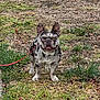 Gucci is registered to the contest to win money with this photo: animal, black, brown, canine, companion, cute, daylight, dog, ears, french_bulldog, grass, heterochromia, leash, nature, outdoor, pet, portrait, snout, standing, white